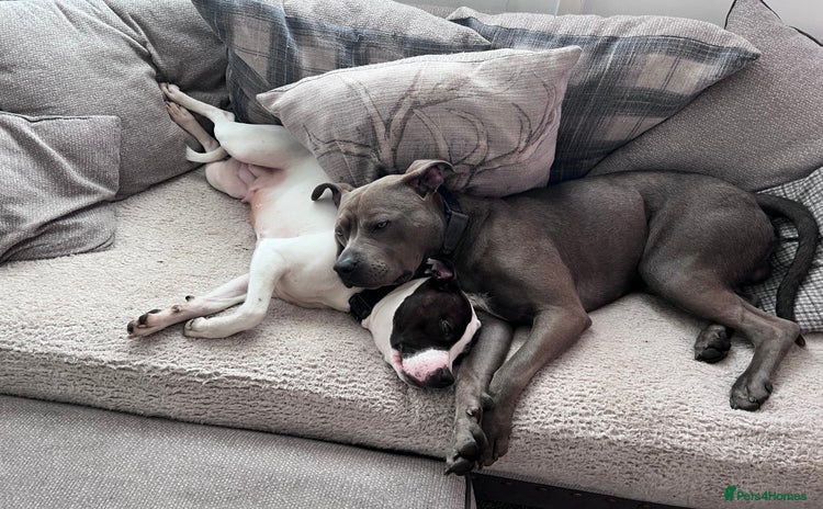Mixed Breed dogs - Advert 16