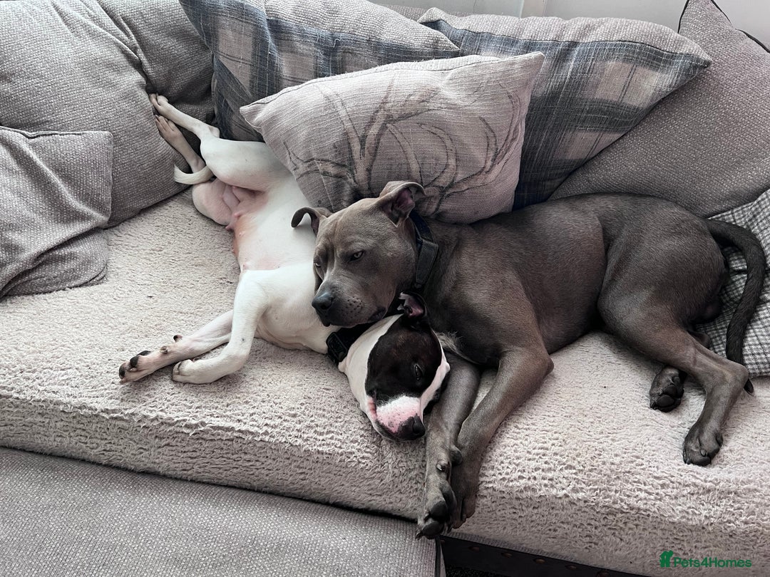 Mixed Breed dogs for sale: Staffordshire bull terrier x Am staff - Image 1