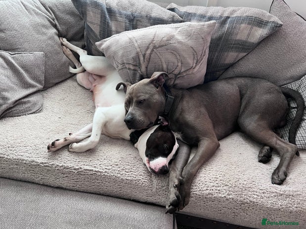 Mixed Breed dogs - Advert 2