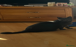 British Shorthair cats for sale: Snuggly Boy looking for a sofa!  - Image 2