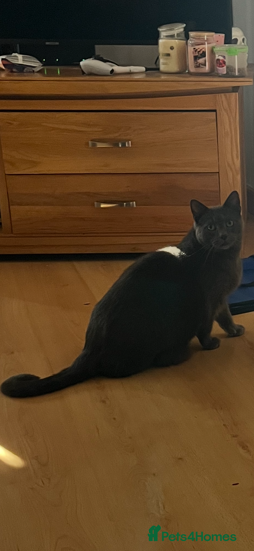 British Shorthair cats for sale: Snuggly Boy looking for a sofa!  - Image 2