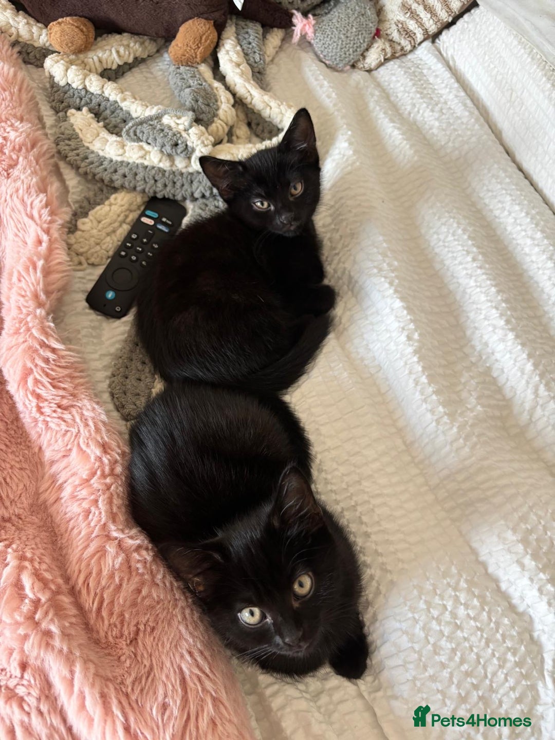 Domestic Shorthair cats for sale: Beautiful Black Kittens Ready for Loving Homes 🐾 - Image 2