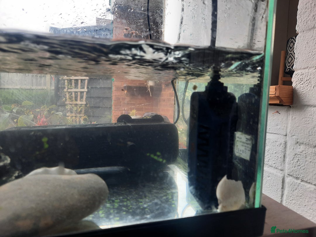 Turtle reptiles for sale: Musk Turtle - Image 4