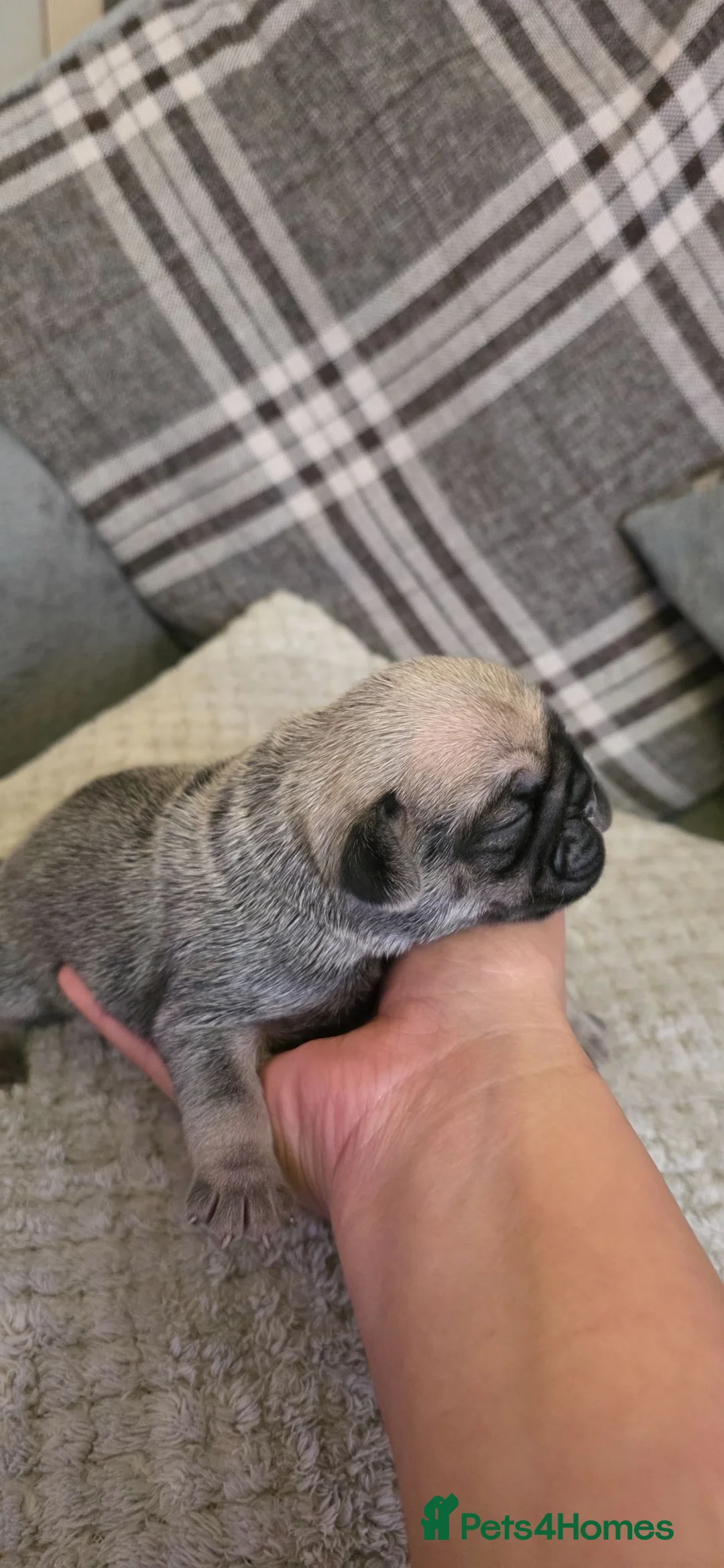 Frug dogs for sale: Amazing frug baby's  - Advert 2