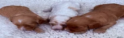 Australian Labradoodle dogs for sale: Australian labradoodles  in Brackley - Advert 6