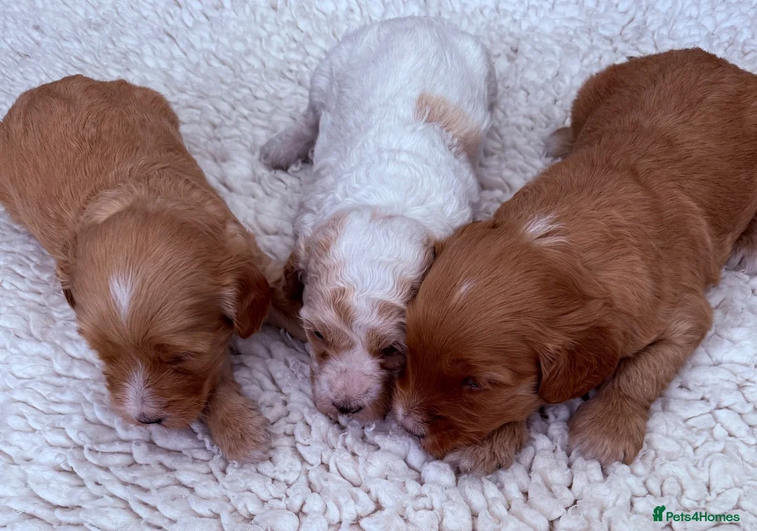 Australian Labradoodle dogs for sale: Australian labradoodles  in Brackley - Advert 6