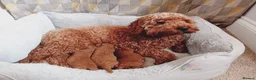 Cavapoo dogs for sale: Cute and cuddly F1B Cavapoos - Advert 16