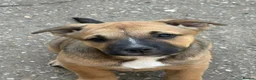 Mixed Breed dogs for sale: German shepherd x Staff litter - super friendly - Advert 3