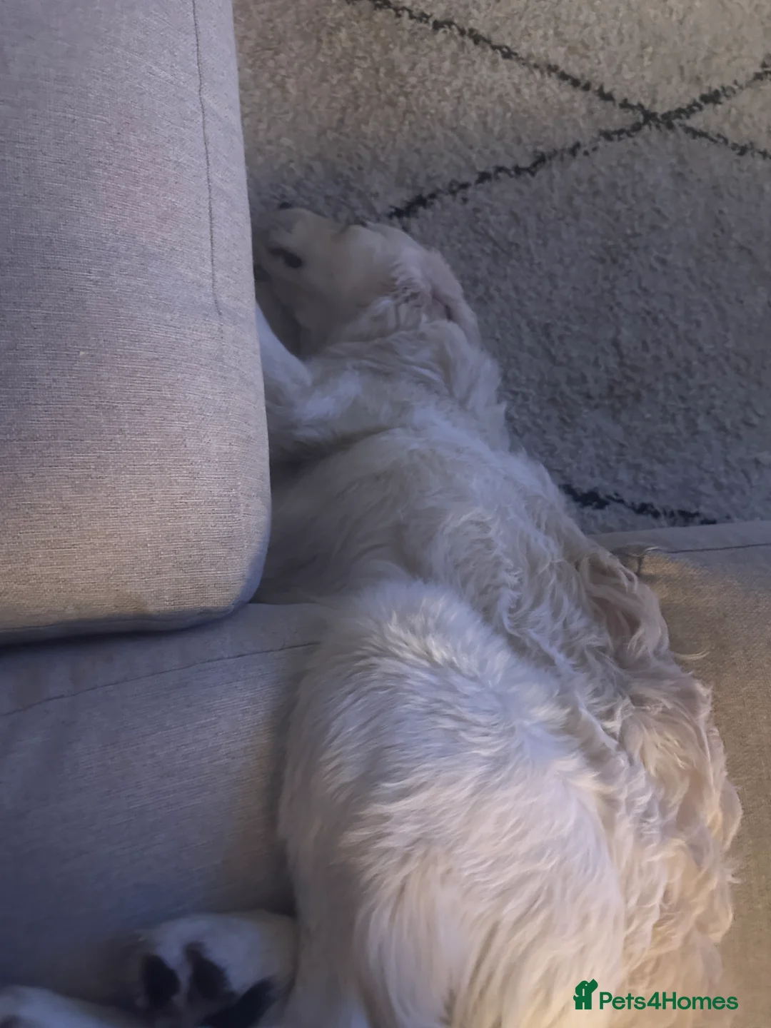 Golden Retriever dogs for sale: 8 month old golden retriever for rehome - Advert 13