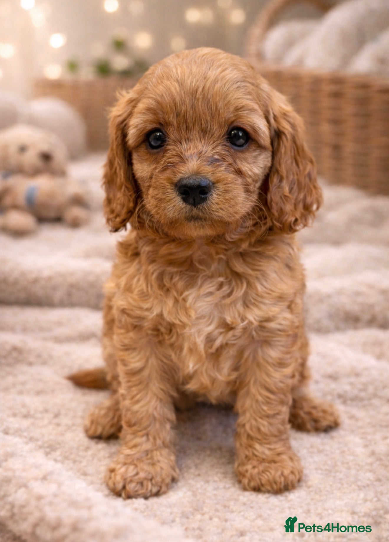Cavapoo dogs F1 Cavapoo’s From Health Tested Parents 🧬 - Advert 2
