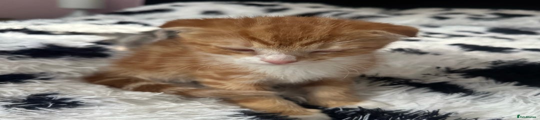Scottish Fold Kitten 2