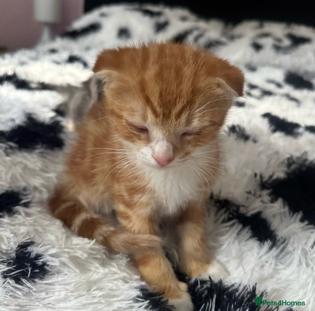 Scottish Fold cats for sale: Scotish Fold Kittens for sale 🐱 - Image 5
