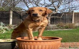Golden Retriever dogs for sale: KC Registered Golden Retriever Puppies - Image 4