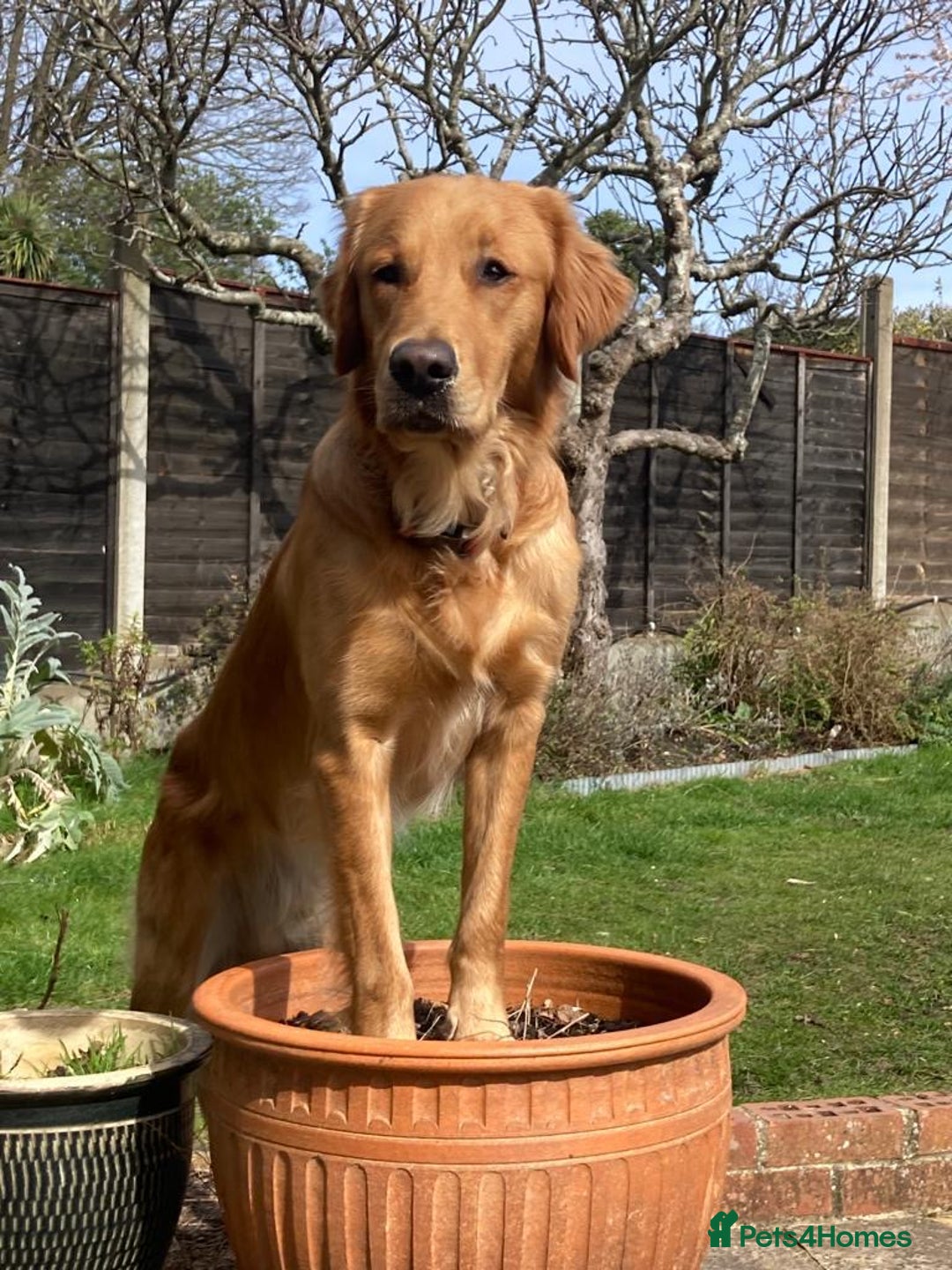 Golden Retriever dogs for sale: KC Registered Golden Retriever Puppies - Image 4