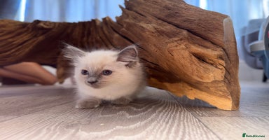 Ragdoll cats - Advert 8