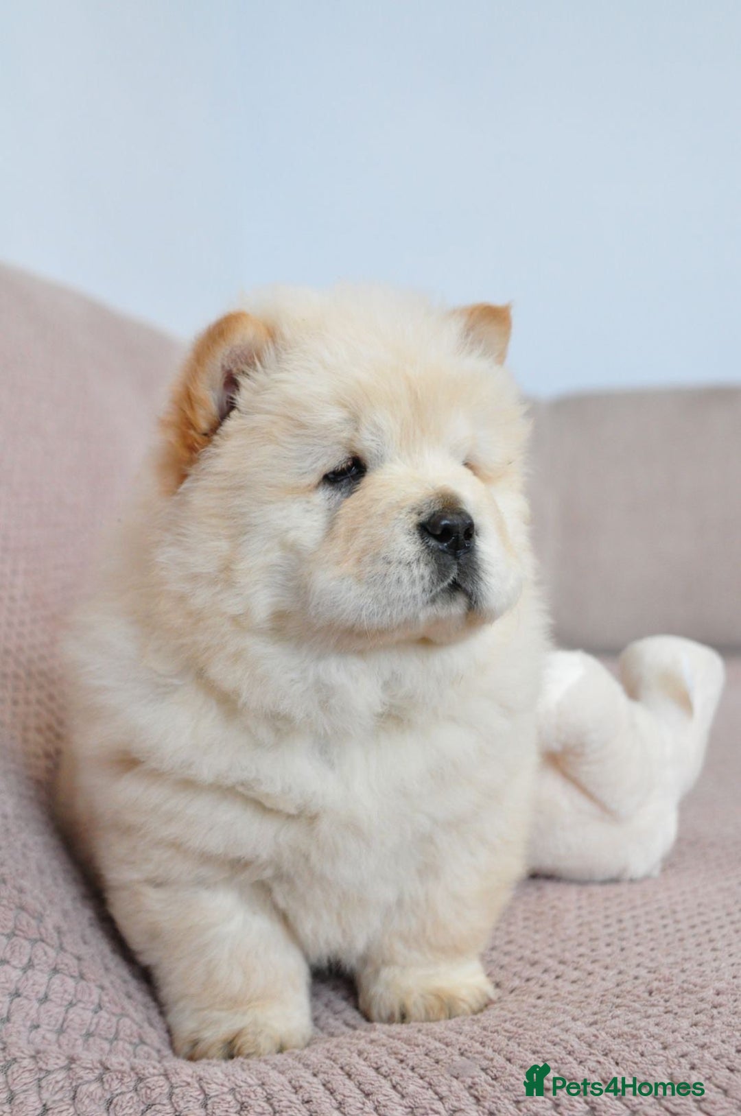 Chow Chow dogs for sale: Pedigree Chow Chow puppies available 🐶 - Advert 4