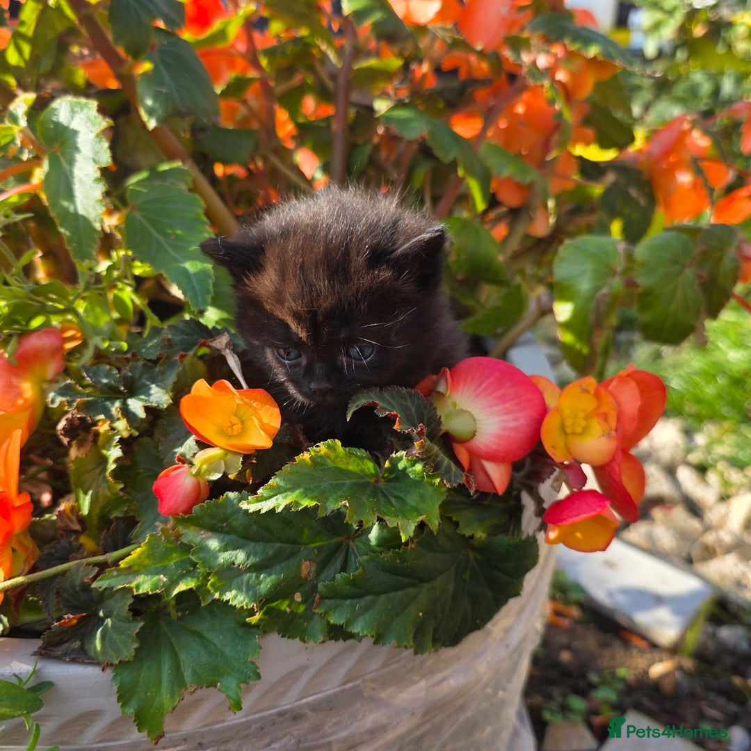 British Shorthair cats for sale: NICE BLACK KITTENS LOOKING FOR NEW HOME  - Image 11
