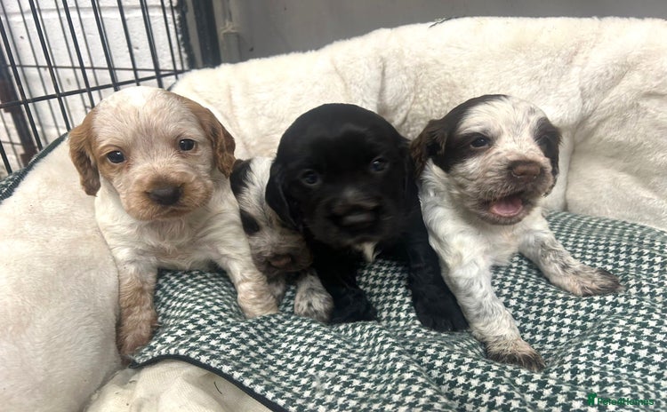 Cocker Spaniel dogs - Advert 14