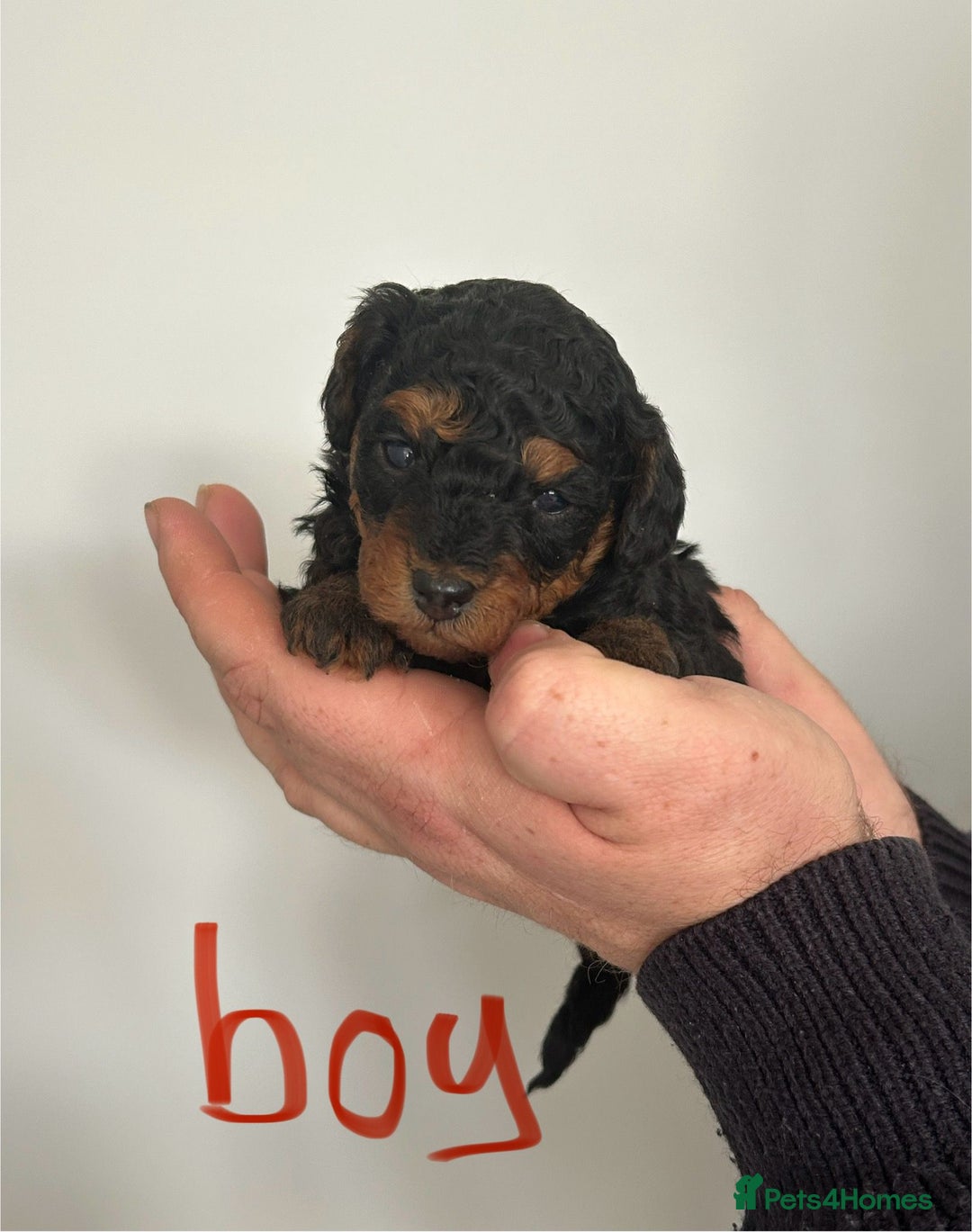Toy Poodle dogs for sale: Beautiful pure chocolate & phantom Toy Poodles - Advert 8