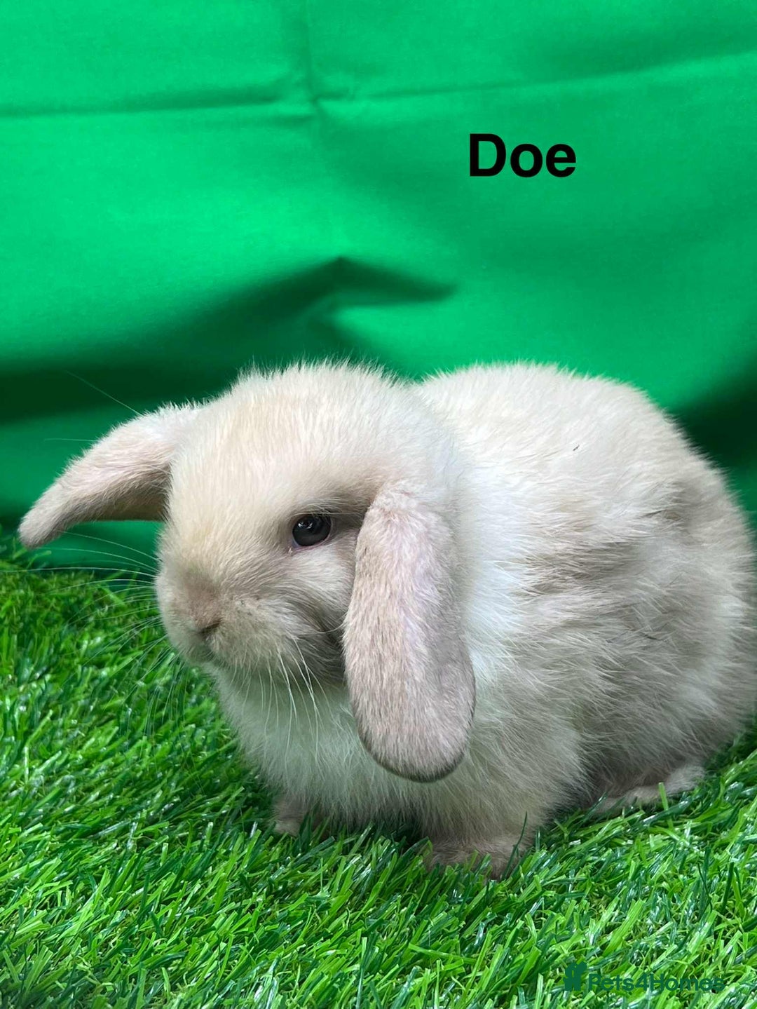 Mini Lop rabbits for sale: Beautiful baby mini lops for sale. Ready now - Image 3