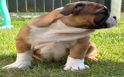 English Bulldog dogs for sale: English bulldog puppies  - Image 7
