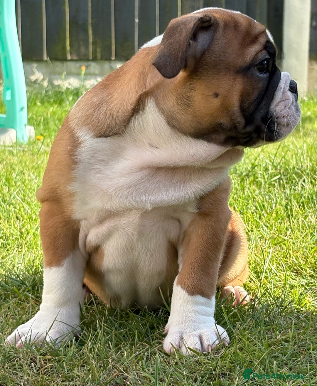 English Bulldog dogs for sale: English bulldog puppies  - Image 7