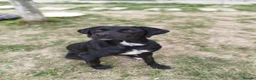 Pointer dogs for adoption: Donna – Beautiful English Pointer Cross - Advert 11