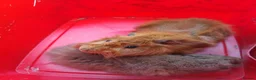 Guinea Pig rodents for sale: Two adult male guinea pigs bonded pair  - Advert 3
