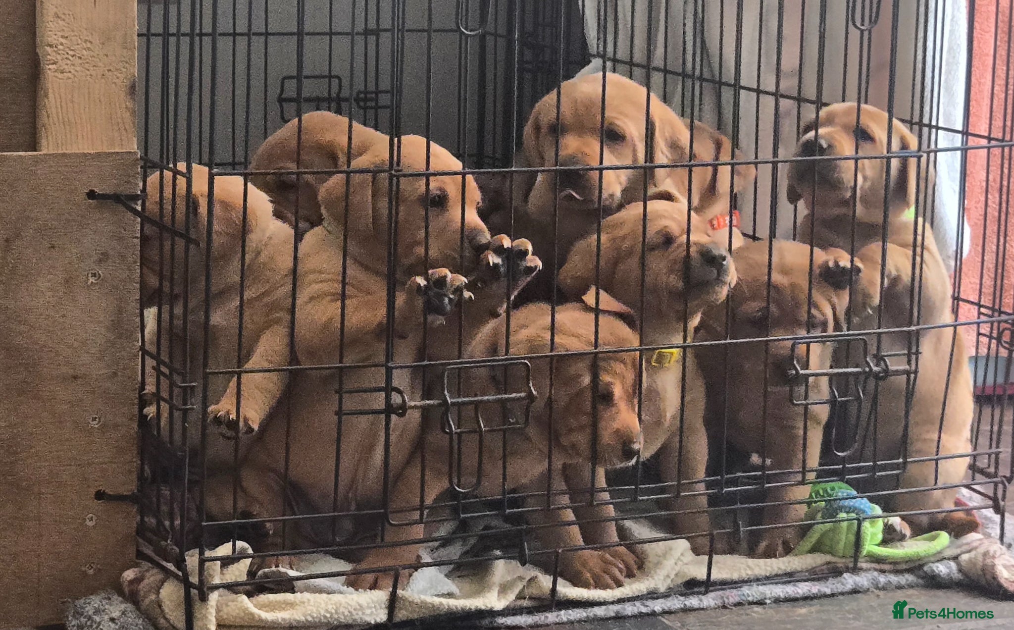 Labrador Retriever dogs Fox red labrador puppies KC Registered - Advert 1