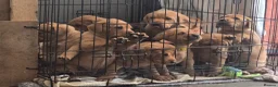 Labrador Retriever dogs for sale: Fox red labrador puppies KC Registered - Advert 8