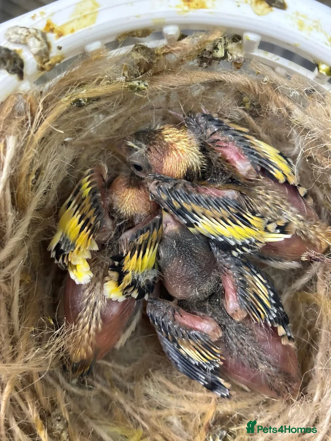 Finches birds for sale: Goldfinch  - Advert 1