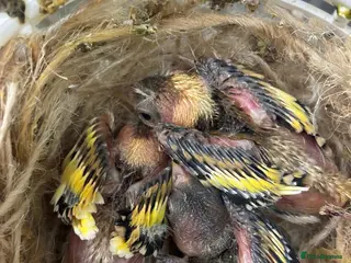 Finches birds Goldfinch - Advert 1