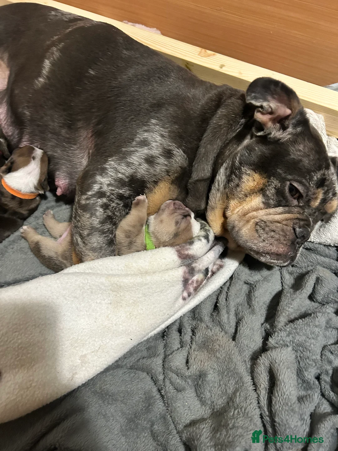 English Bulldog dogs for sale: English bulldog pups for sale  - Advert 2