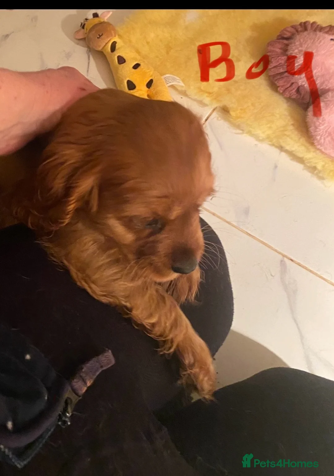 Cockalier dogs for sale: F1 fox red puppies boys and girls  - Advert 10