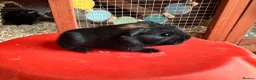 Guinea Pig rodents for sale: Guinea pigs sows/boars  - Advert 5