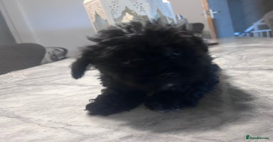 Yorkiepoo dogs - Advert 16
