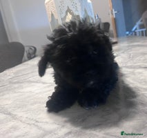 Yorkiepoo dogs - Advert 16