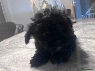 Yorkiepoo dogs Ready now last, perfect tiny beautiful Yorkipoo - Advert 9