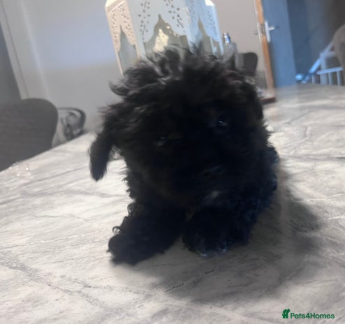 Yorkiepoo dogs - Advert 2