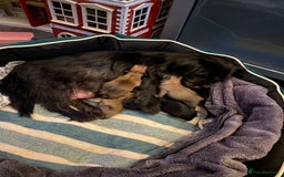 Shih Tzu dogs for sale: Beautiful colours Shihtzu puppies - Image 1