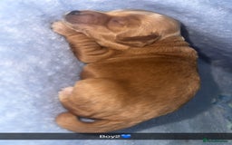 Cockapoo dogs for sale: Toy F1B cockapoo  - Image 13