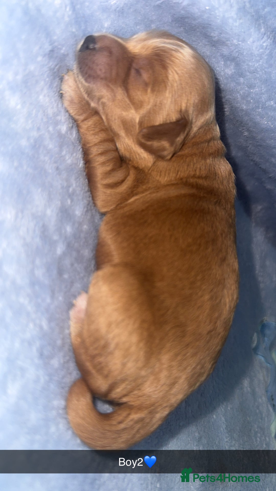 Cockapoo dogs for sale: Toy F1B cockapoo  - Image 13