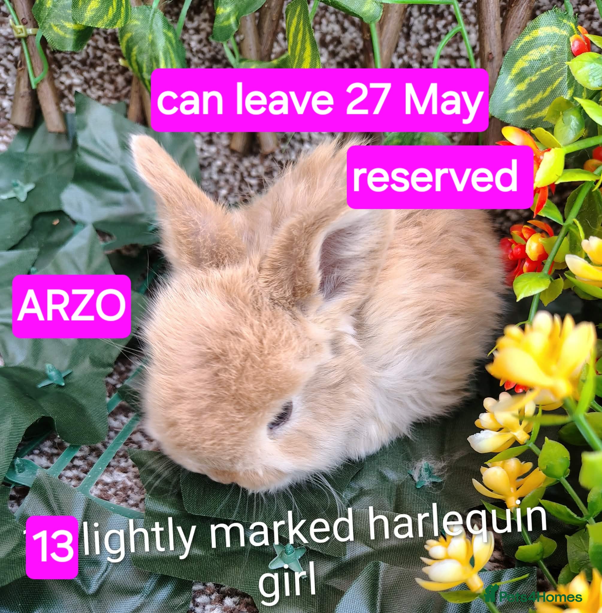 Mini Lop rabbits Baby mini lops gorgeous  - Advert 18