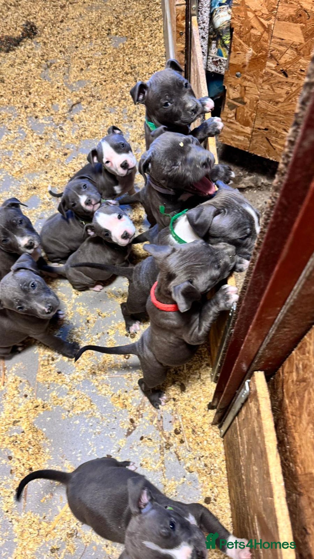 Staffordshire Bull Terrier dogs for sale: 🐶🐾Staffordshire puppies ❤️🐶 - Image 27
