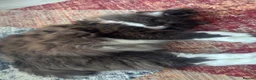 Ragdoll cats for stud: Stunning Chocolate Ragdoll Cross - Advert 2