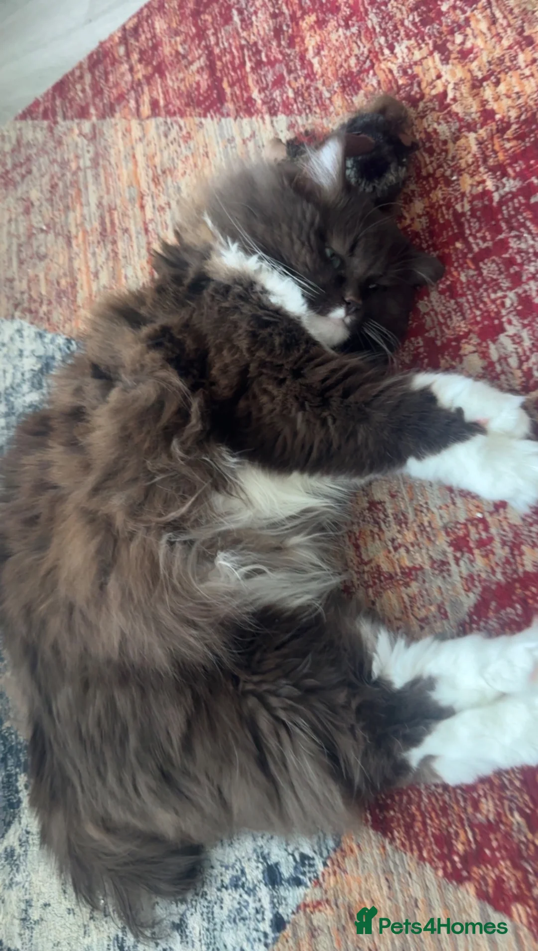 Ragdoll cats for stud: Stunning Chocolate Ragdoll Cross - Advert 2