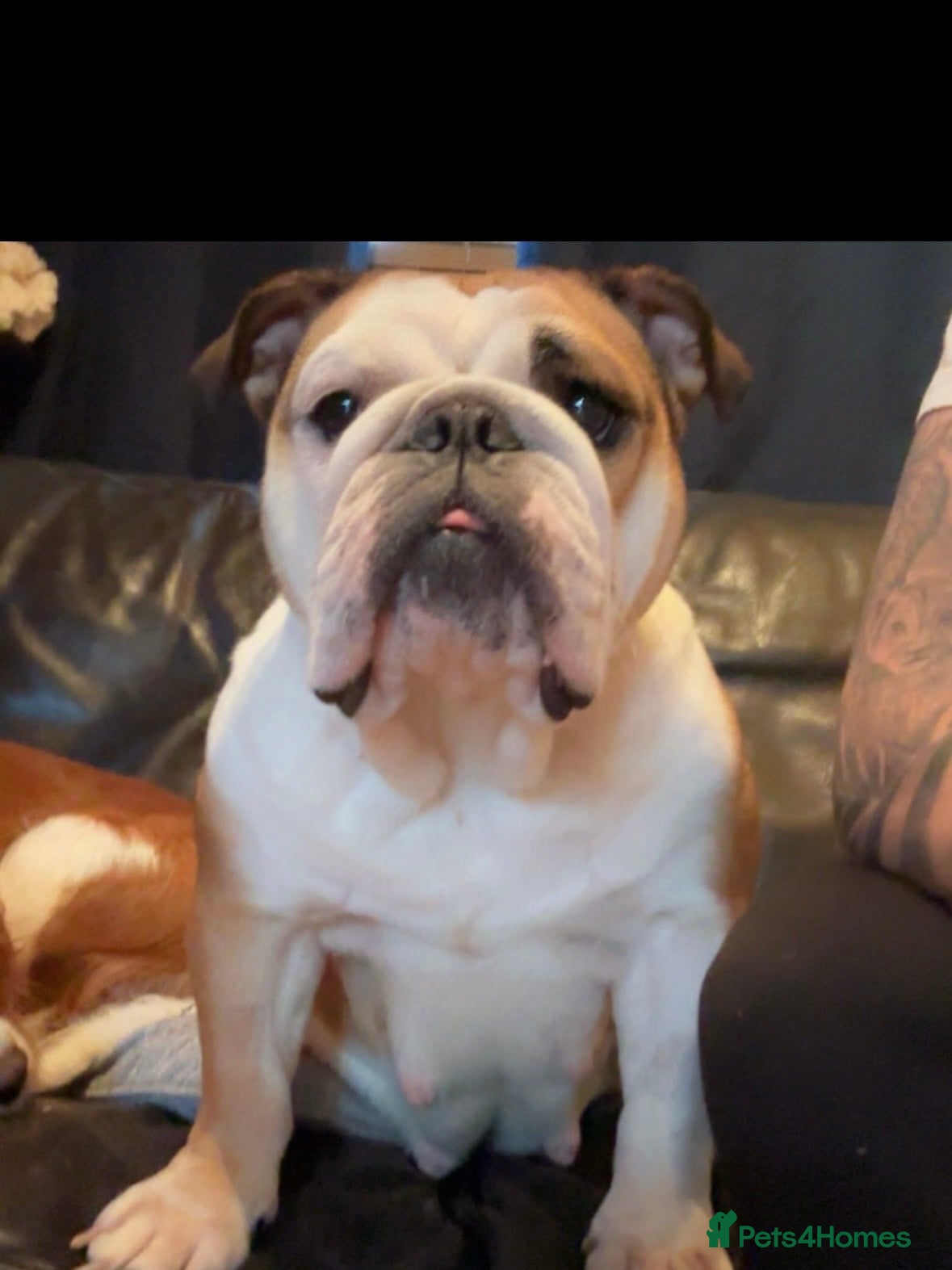 English Bulldog dogs Healthy beautiful British bulldogs - Advert 1