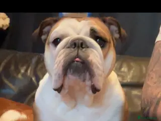English Bulldog dogs Healthy beautiful British bulldogs - Advert 1