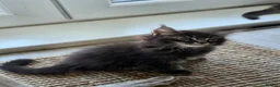 Maine Coon cats for sale: Pure Breed Mainecoon Therapy Kittens - Advert 22
