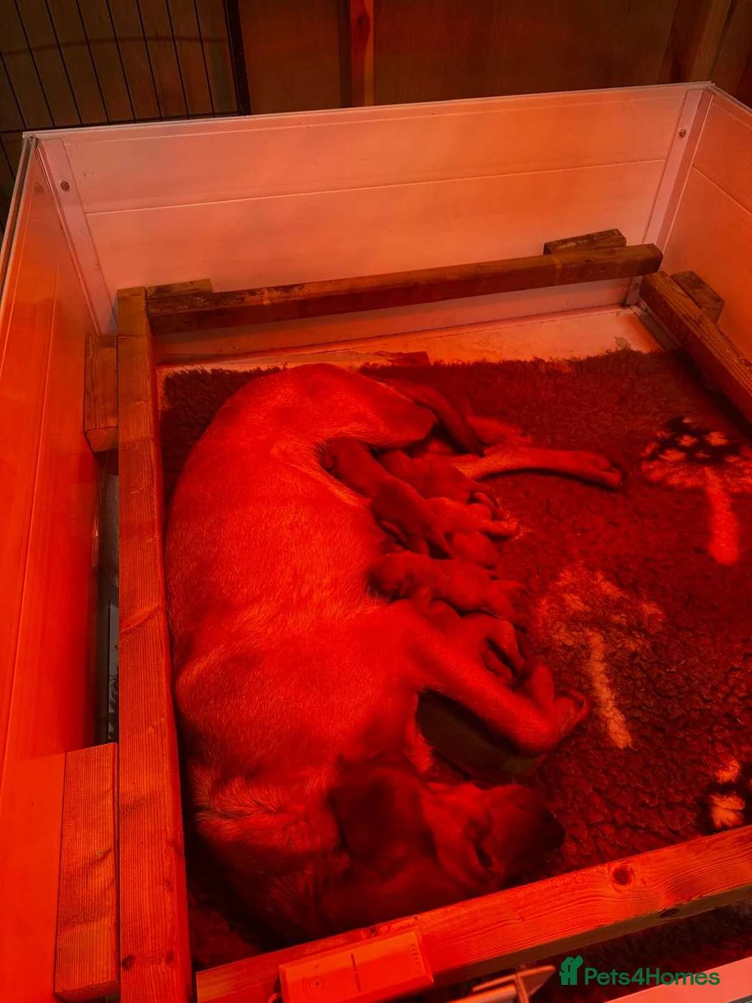 Labrador Retriever dogs for sale: FULLY HEALTH TESTED FOX RED LABRADOR PUPPIES - Advert 14